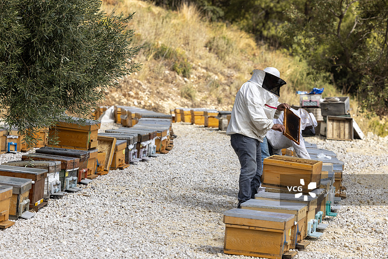 户外养蜂人穿着防护服，在蜂箱旁进行养蜂和蜂蜜采集，这是可持续农业活动的一部分图片素材