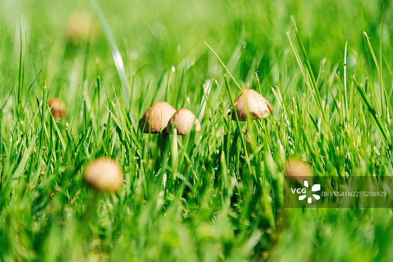 野外生长的野生蘑菇，夏季草地上沐浴在自然光下的小型真菌图片素材
