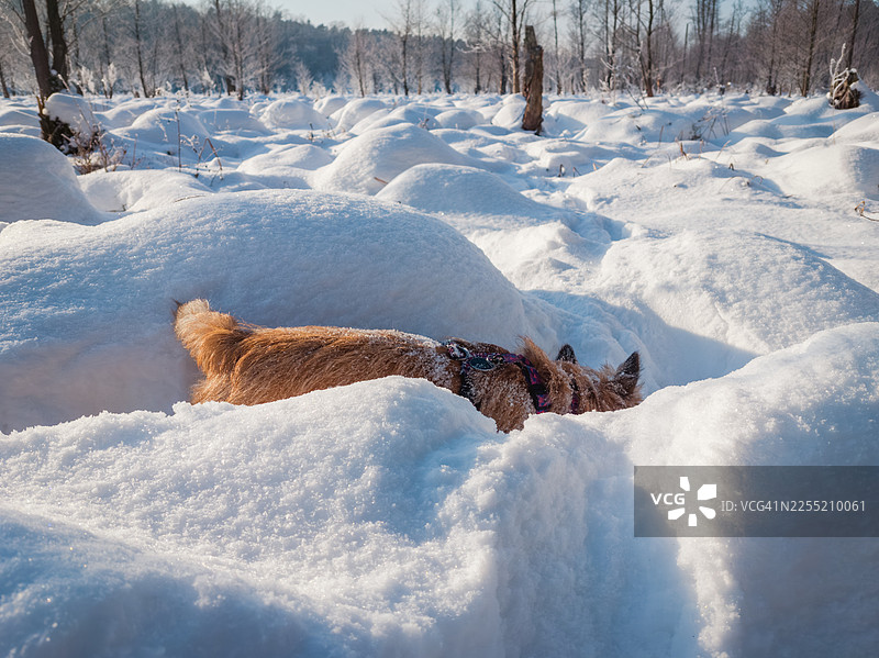 狗在雪堆里挖雪图片素材