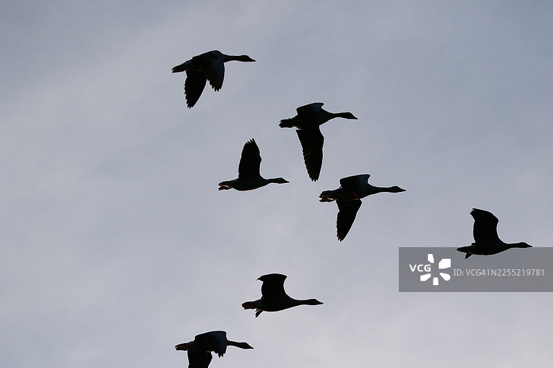 在雷根斯堡春季，灰雁剪影在充满活力的傍晚天空中飞翔图片素材
