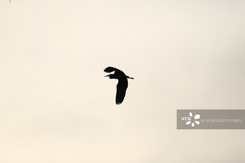 灰鹭张开翅膀在明亮的蓝天中飞翔的剪影图片素材