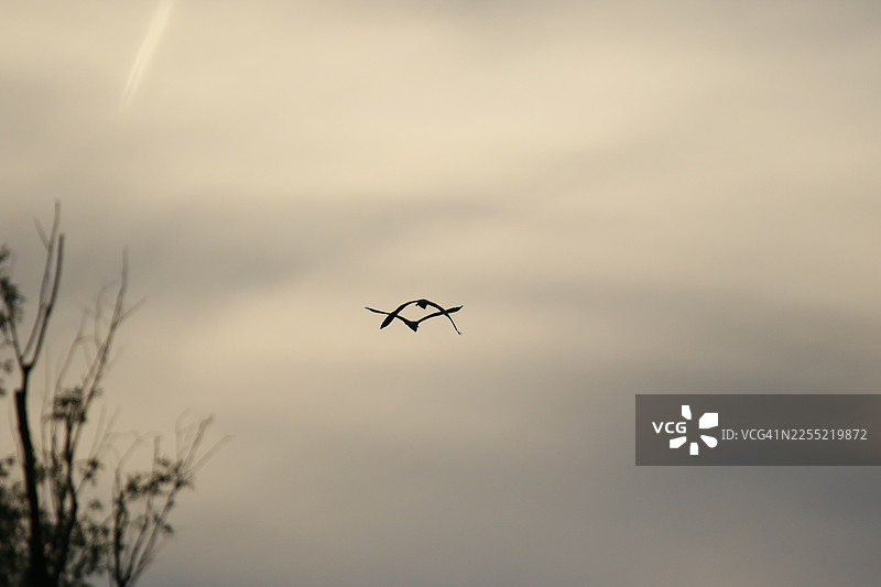 灰鹭张开翅膀飞翔在蔚蓝的天空中，留下剪影图片素材