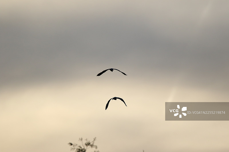 灰鹭张开翅膀，在湛蓝的天空中飞翔的剪影图片素材