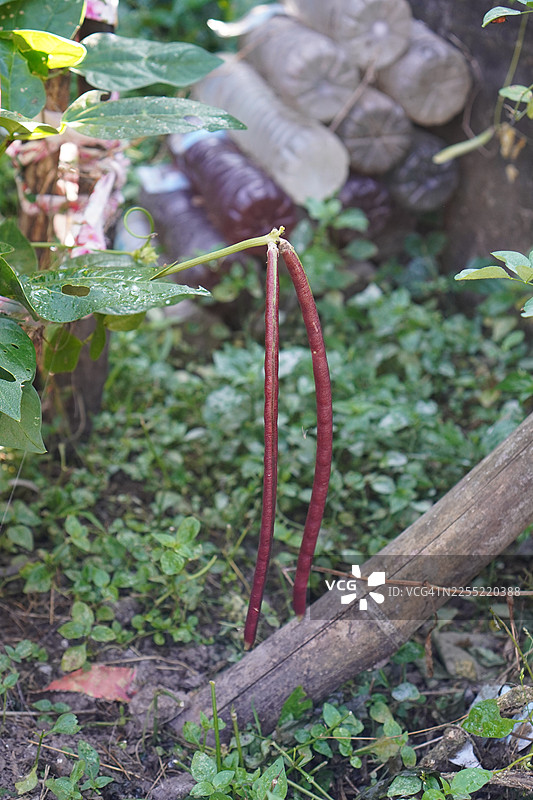 红花菜豆，豇豆，长豇豆，木兰纲，豆科，绿色蔬菜长豇豆，花园里盛开的生食，背景为自然，菜豆，木兰纲， espada bean图片素材