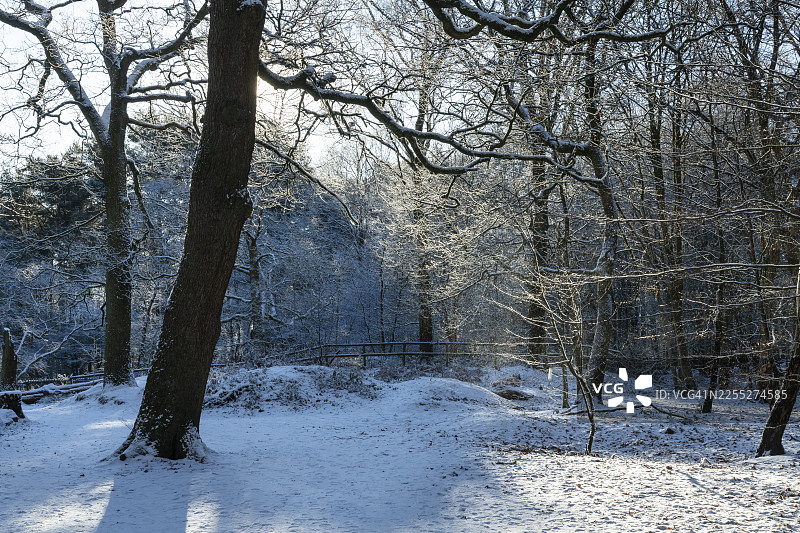 英格兰柴郡奥尔德利边缘的雪林图片素材