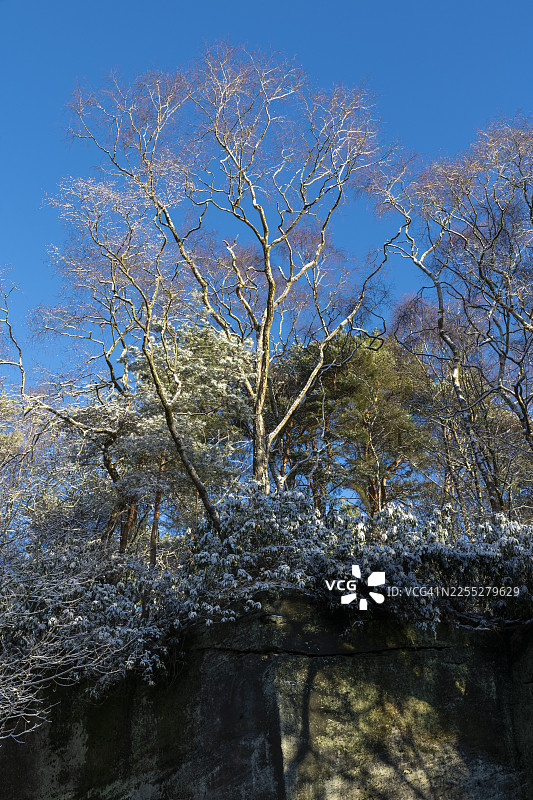 柴郡奥尔德利边缘一座旧采石场边缘的树木图片素材
