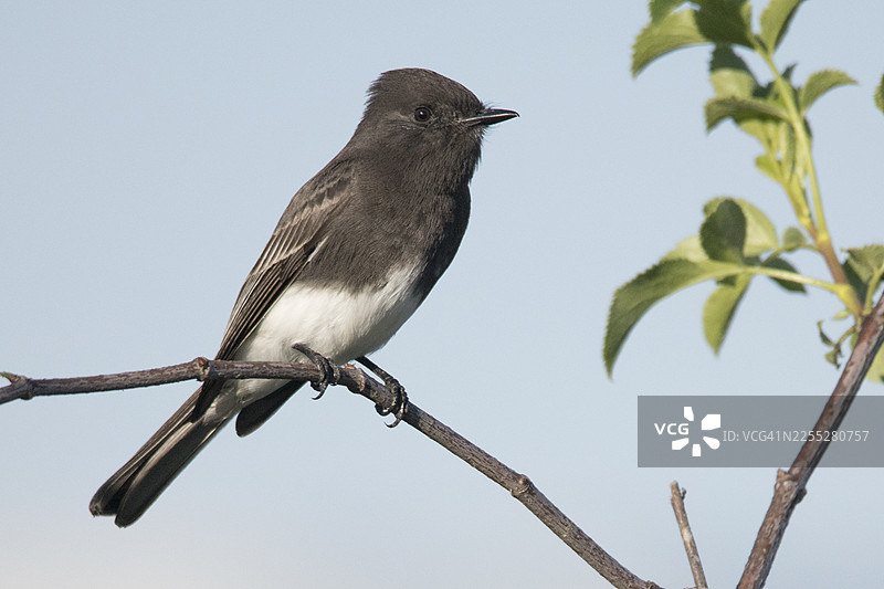 黑领雀在栖木上图片素材