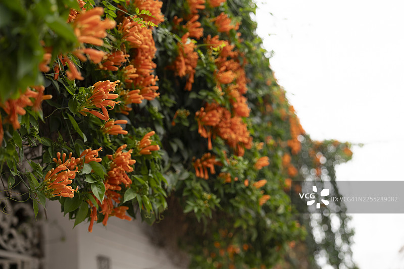 爬藤植物开着橙色花朵，覆盖着一堵白墙图片素材