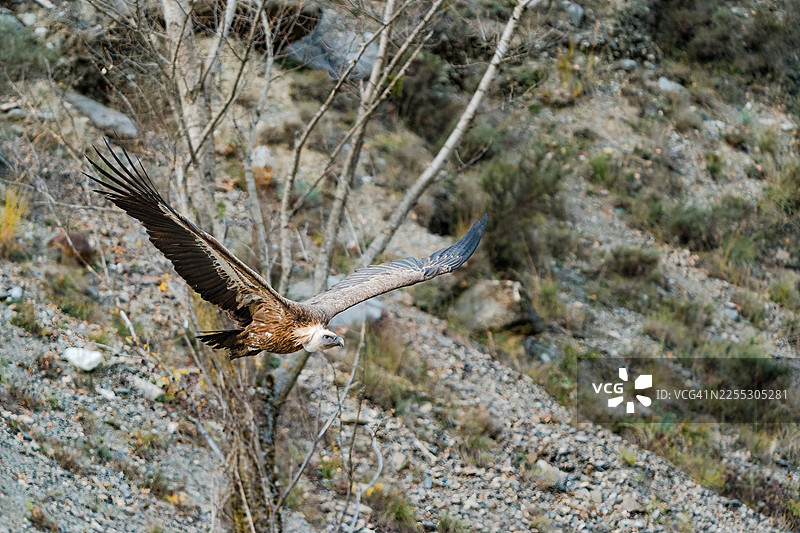 格里芬秃鹫在秋季的山坡上飞翔。图片素材
