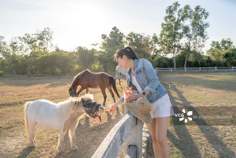 日落时分，一位快乐的亚洲女子坐在农场的栅栏上，给一匹白马喂食胡萝卜。图片素材