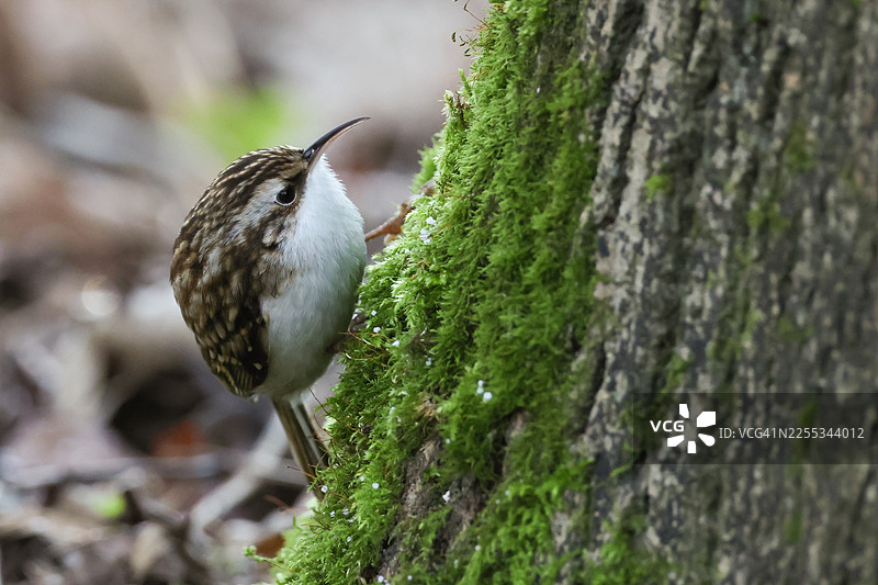 一只美丽的树枝爬行者（Certhia familiaris）正在爬上一棵树的树干，寻找昆虫作为食物。图片素材