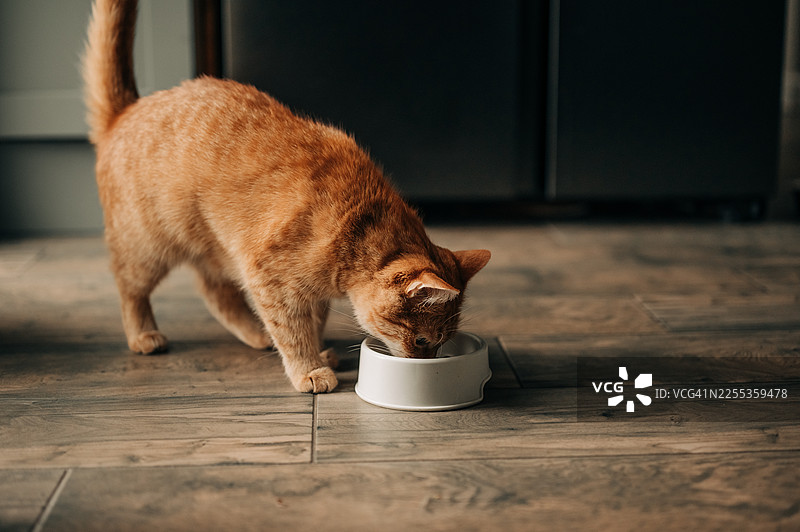 可爱的小红虎斑猫在兽医诊所的金属碗里喝水图片素材