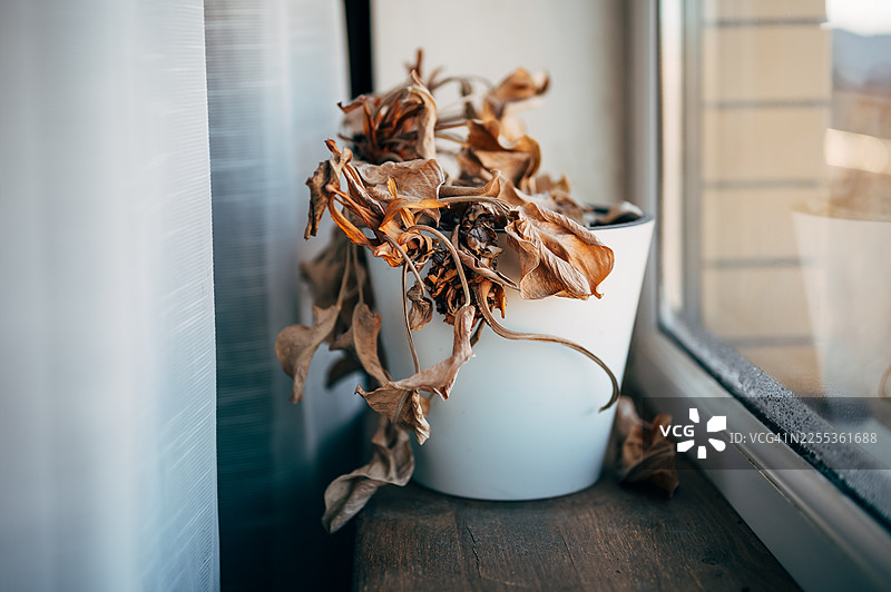 黑色花盆里的枯萎的室内植物图片素材
