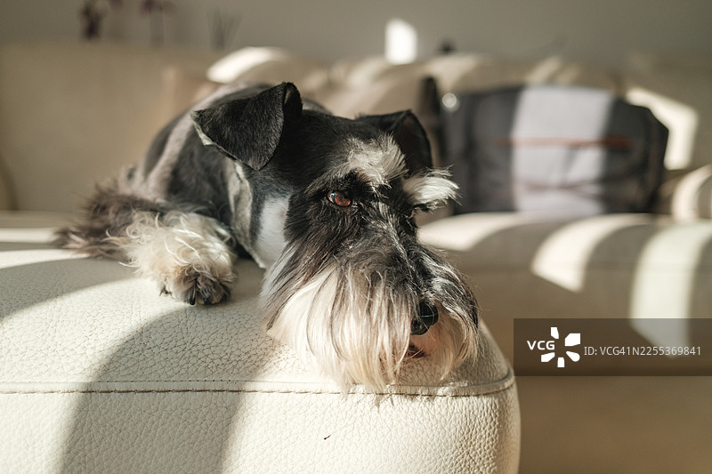 迷你雪纳瑞犬在阳光下舒缓地躺在沙发上图片素材