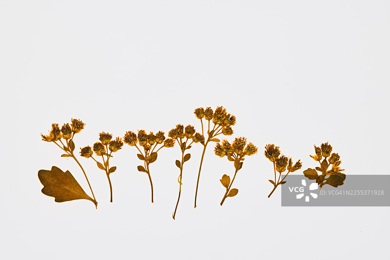 一幅由干枯压花组成的艺术拼贴画，展示了野生植物温和的质感和永恒的魅力。图片素材