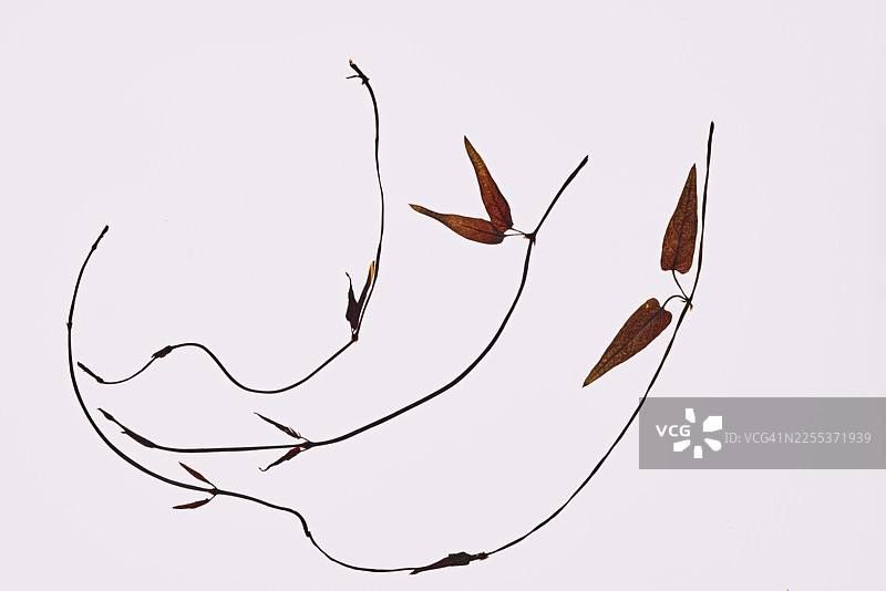 一幅由干制和压制植物组成的艺术拼贴画，展示了野外植物柔和的质感和永恒的魅力。图片素材