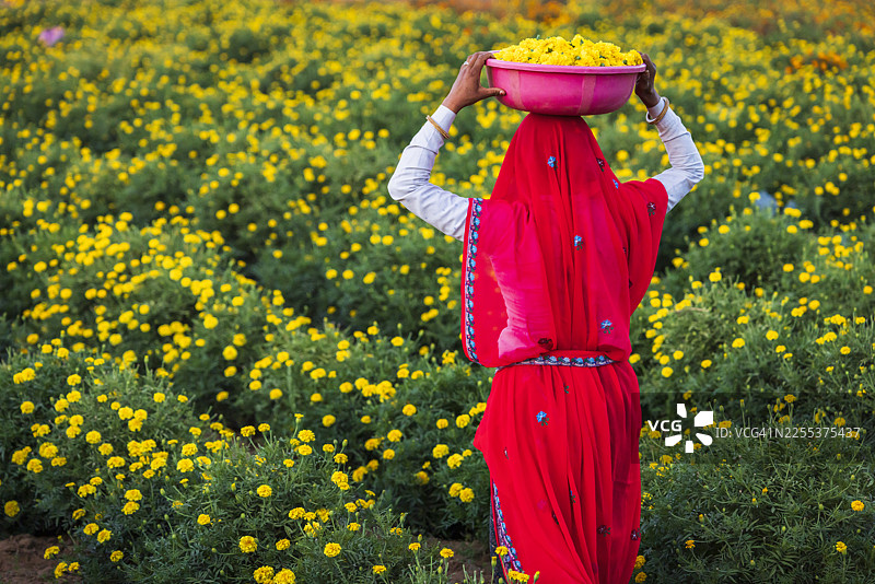 金盏花收获，斋浦尔，印度图片素材
