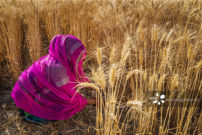 印度女子收割小麦图片素材