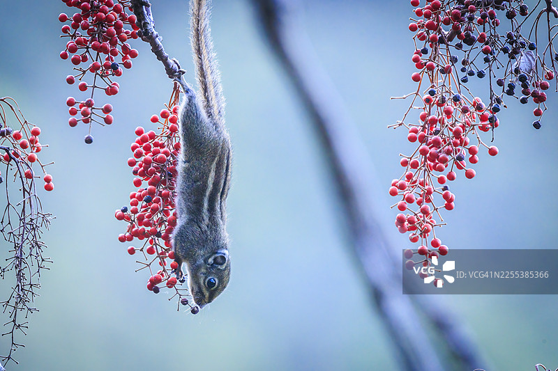 海事条纹松鼠在背光下倒挂在树枝上觅食图片素材