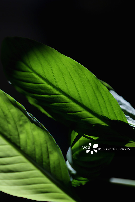 绿色和平百合叶片，深色背景，环境阳光，竖构图图片素材
