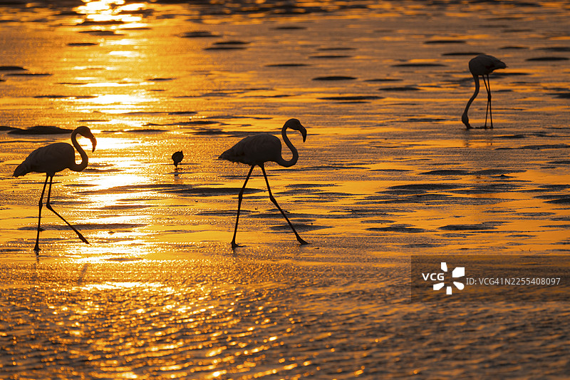 粉红火烈鸟（火烈鸟）在光线下，日落，纳米比亚埃龙戈省沃尔维斯湾的泻湖图片素材