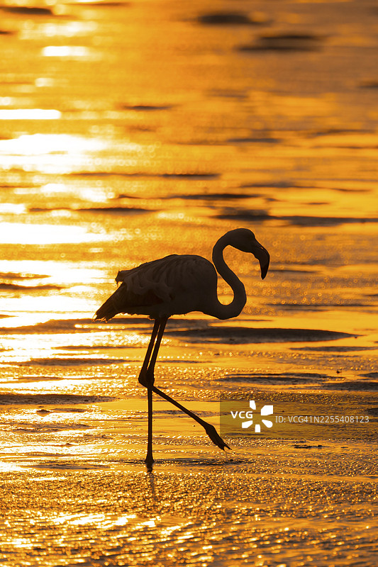 粉红火烈鸟（Phoenicopterus roseus）逆光，日落，纳米比亚埃龙戈地区沃尔维斯湾的潟湖图片素材