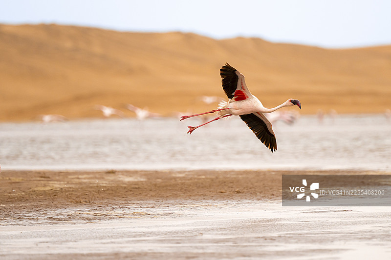 在纳米布沙漠的泻湖前飞翔的小红鹳（Phoeniconaias minor），位于纳米比亚埃龙戈地区的海豚湾图片素材