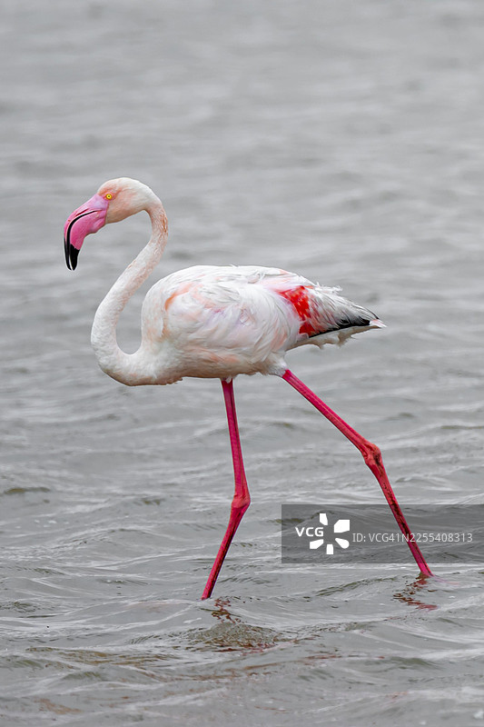 粉红火烈鸟（Phoenicopterus roseus）在泻湖中，位于纳米比亚埃龙戈地区的海狮湾图片素材