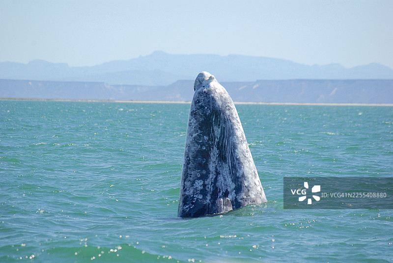 灰鲸库伊马图片素材
