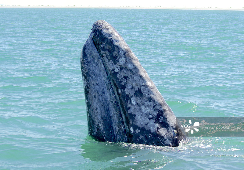 灰鲸露出水面的特写图片素材
