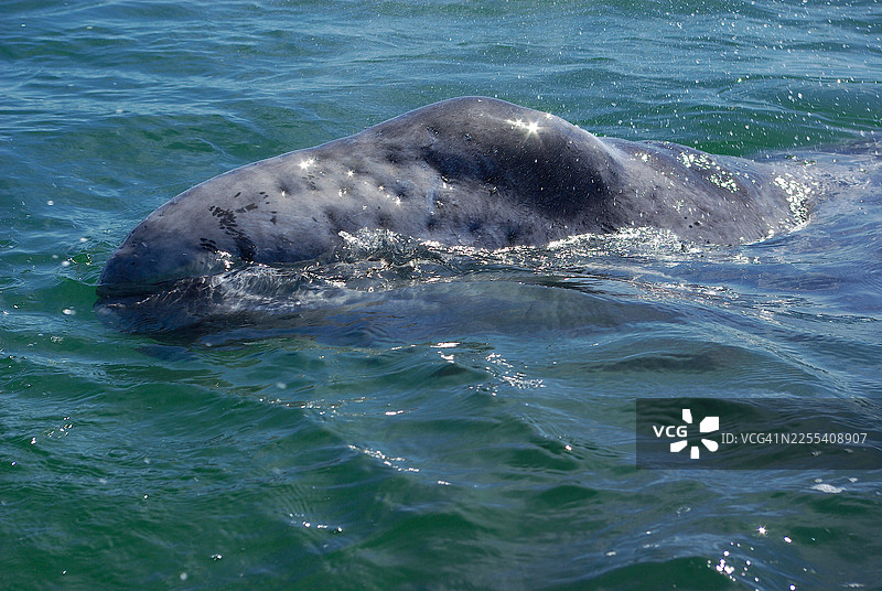灰鲸幼崽的头部图片素材