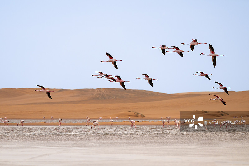 纳米比亚埃龙戈地区鲸湾泻湖前飞行的火烈鸟（小火烈鸟）图片素材