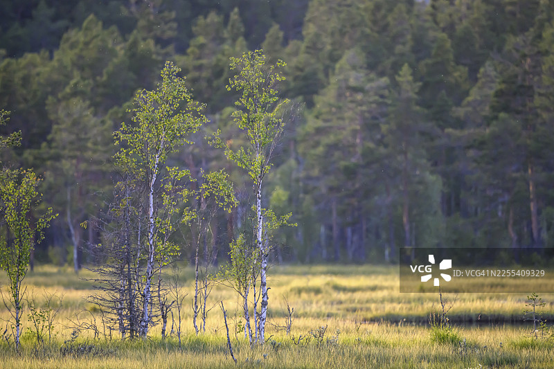 瑞典，耶夫勒堡省，洛斯，哈姆拉国家公园，哈姆拉，达拉纳，瑞典，沼泽地带，茂密森林前的年轻桦树（桦木属）的阳光充足的草地图片素材