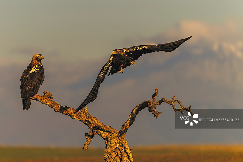 西班牙帝国雕（Aquila adalberti），背景为格雷多斯和阿尔马索尔的雪山，卡斯蒂利亚-拉曼恰，西班牙图片素材