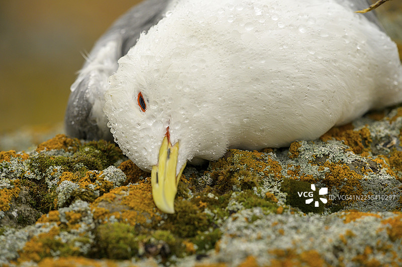 近景拍摄一只死于禽流感的黑腿笑鸥（Rissa tridactyla），它躺在多岩石的海边悬崖上，背景是灰色的天空和大海，气氛忧郁，地点位于挪威瓦德瑟市的埃克罗亚图片素材