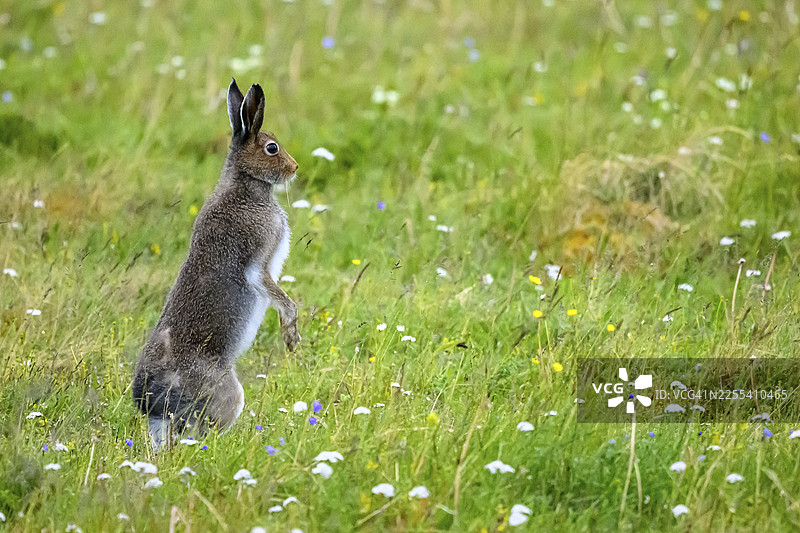 挪威芬马克瓦德瑟,一只处于夏季毛皮的北极兔(Lepus timidus)在一片开满鲜花的草地上,周围是绿色的植被。图片素材