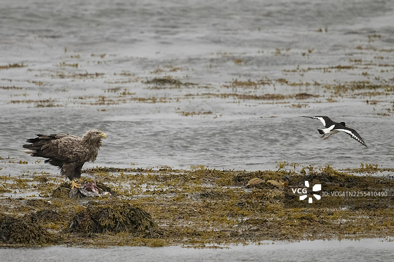 白尾海雕（Haliaeetus albicilla）在海岸边捕获猎物，周围是水域和其他鸟类，地点位于挪威芬马克。图片素材