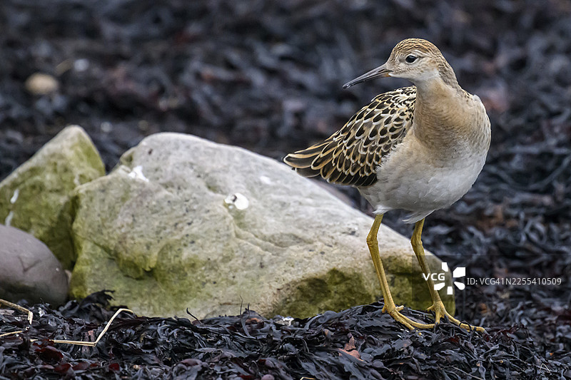 岩石上的红嘴鸥(Calidris pugnax),身着简约服饰,周围环绕着秋色和海藻,地点位于挪威芬马克郡的瓦朗厄尔博特恩。图片素材