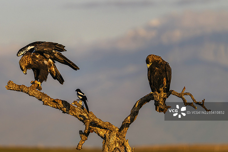 西班牙帝国雕（Aquila adalberti），背景为格雷多斯山和阿尔马索尔雪山，西班牙卡斯蒂利亚-拉曼恰图片素材