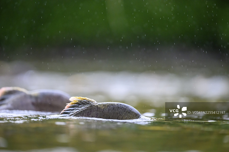 大西洋鲑(Salmo salar)在挪威北部鲑鱼河的产卵迁徙途中,在雨中近距离游动,画面为野生河流和流动的水,背鳍可见于浅水区,地点为雅各布赛尔夫边境,芬马克,挪威图片素材