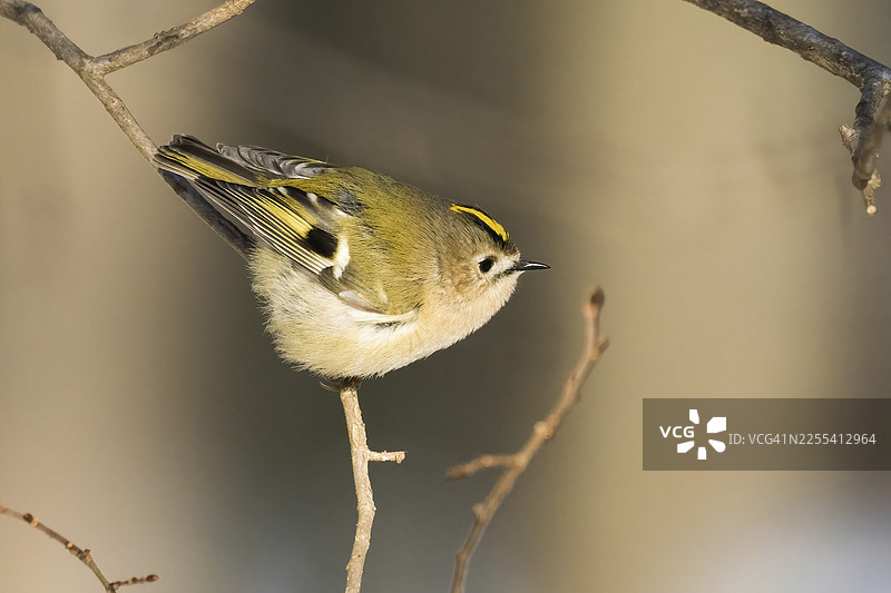 一只金冠鹎（Regulus regulus）优雅地栖息在德国黑森州一片宁静森林的细枝上图片素材