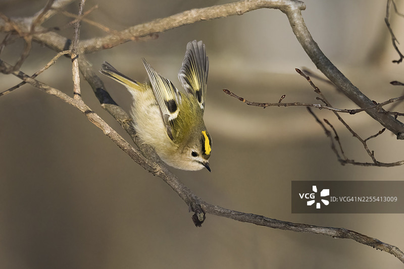 一只金冠雀（Regulus regulus）在德国黑森州冬季的景色中，从树枝上跳跃图片素材
