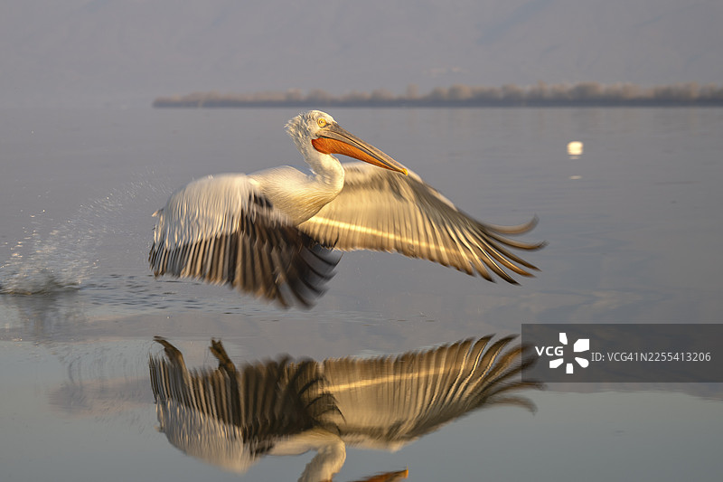 大斑鹈鹕（Pelecanus crispus），大斑鹈鹕在晨光中以壮丽姿态着陆，地点：希腊凯尔基尼湖图片素材