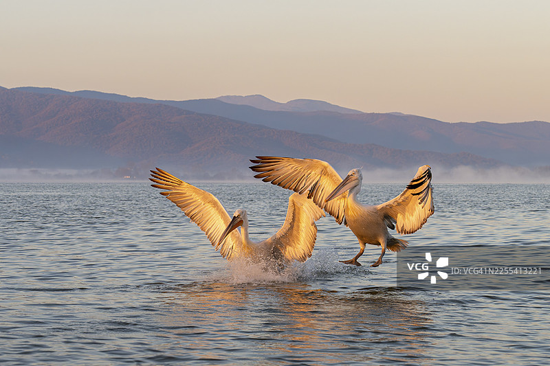 两只卷羽鹈鹕（Pelecanus crispus）在希腊的凯尔基尼湖（Lake Kerkini）进行晨间接近，展现出辉煌的姿态图片素材