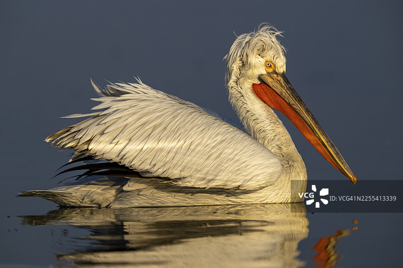 斑点鹈鹕(Pelecanus crispus),斑点鹈鹕,在希腊凯尔基尼湖,沐浴在晨光中,侧身优美地游泳图片素材