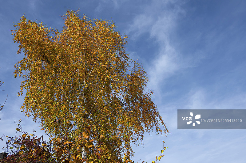 秋天的桦树，叶子呈金黄色，天空多云，位于德国法兰克尼亚的巴塞尔图片素材