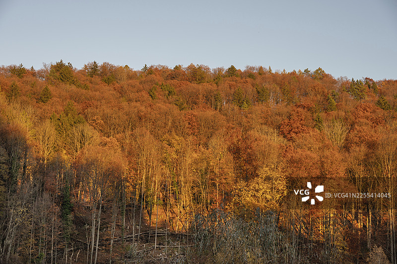 晚霞映照下的混合林，秋色绚烂，位于德国巴伐利亚州上弗兰肯行政区埃格洛夫施泰因的法兰克尼亚瑞士图片素材