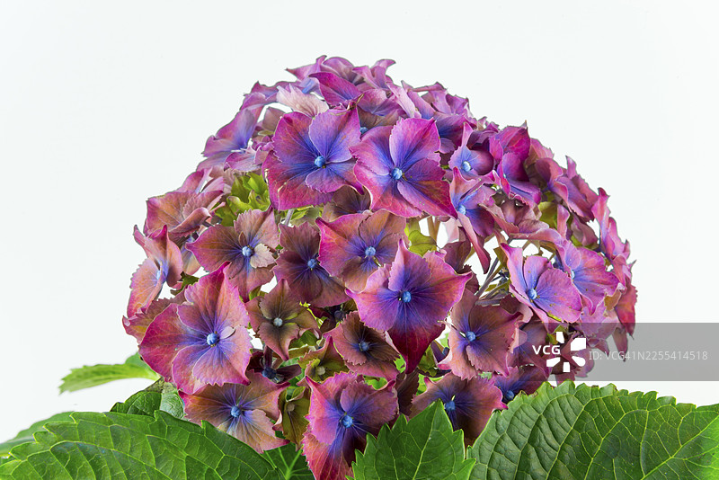 粉紫色绣球花特写，绿叶衬托，背景为纯白色，绣球花（Hydrangea），德国下萨克森州图片素材