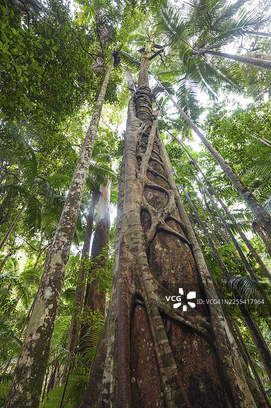 澳大利亚新南威尔士州，明扬瀑布步道，悔罪溪古亚热带冈瓦纳雨林，绞杀榕图片素材