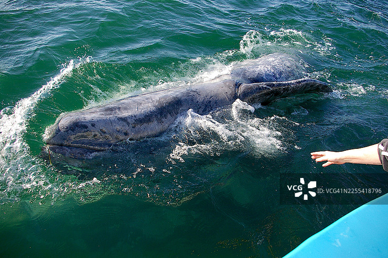 灰鲸靠近船只图片素材